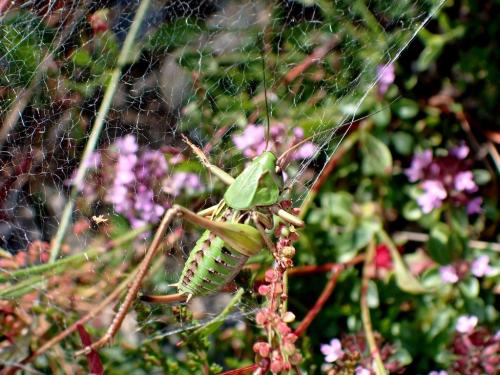 Réf. 346 148 : Decticus verrucivorus verrucivorus